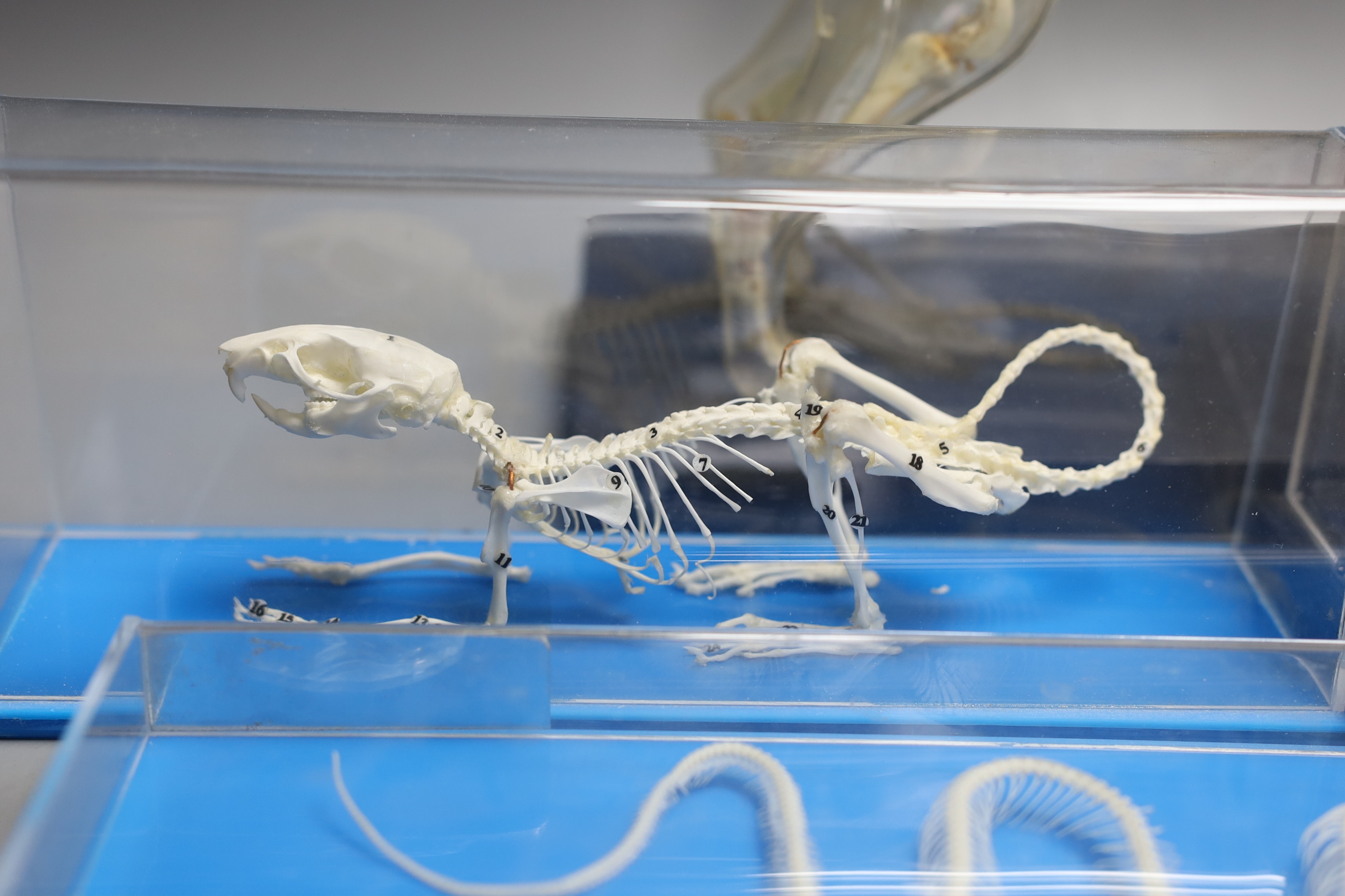 Animal anatomy - four skeleton specimens of a rat, fish, snake and frog in Perspex cases, the large is 30 cm long and a plastic model of a boxer dog skeleton and internal organs, 26.5 cm long